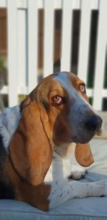 Close-up of a dog looking away