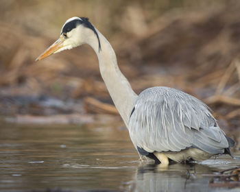 Close-up of duck in lake