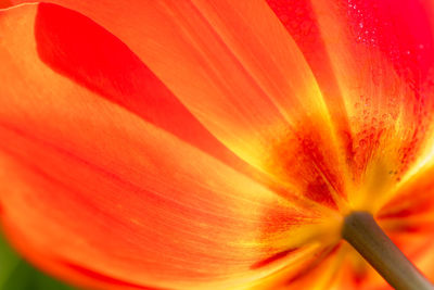 Extreme close-up of orange flower head