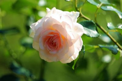 Close-up of white rose blooming outdoors