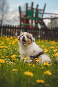 Australian shepherd cub exploring the garden for the first time. blue merle sitting in the grass 