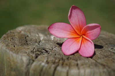 Close-up of pink flower