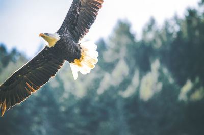 Low angle view of eagle flying