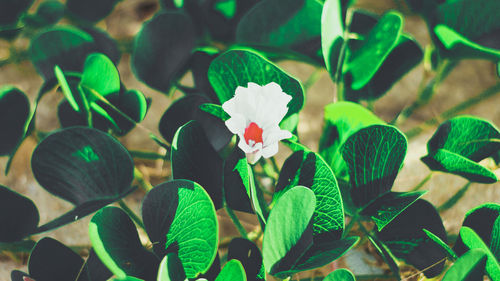 High angle view of flowering plant