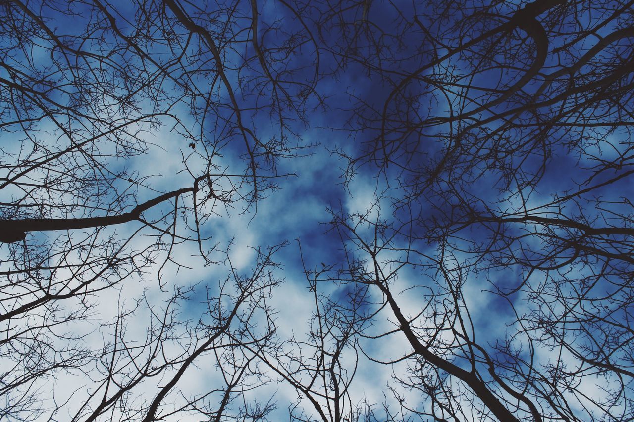 bare tree, branch, nature, tree, beauty in nature, low angle view, no people, outdoors, tranquility, day, sky, scenics