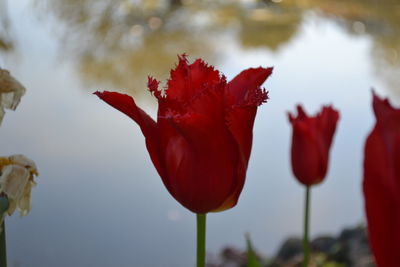 Close-up of red poppy against sky