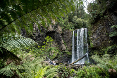 Scenic view of waterfall in forest