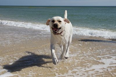 Dogs running on shore at beach