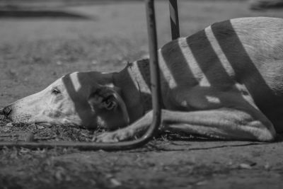 Close-up of a dog resting on field