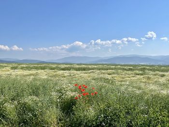 Scenic view of poppy field against sky