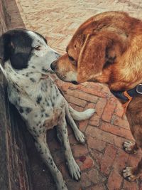 High angle view of dogs relaxing on floor