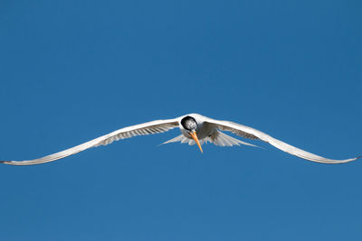 Low angle view of bird flying against clear blue sky