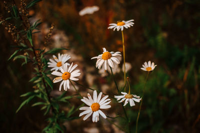 Close-up of white flowering plants