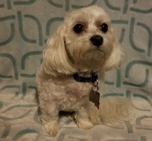 Portrait of cute puppy sitting