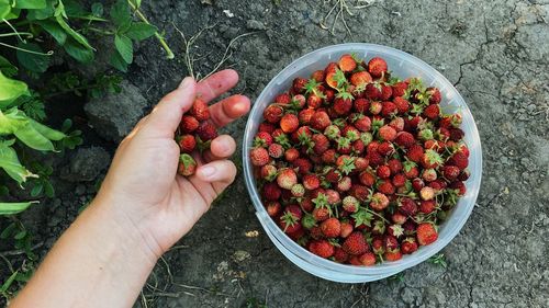 Picking strawberries