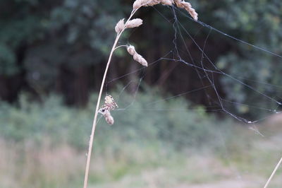 Close-up of spider web