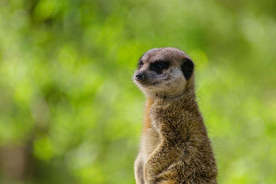 Meerkat on the lookout