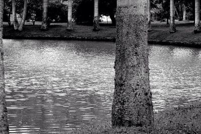 Reflection of trees in water