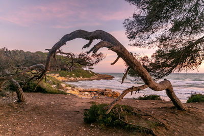 Driftwood on beach against sky during sunset