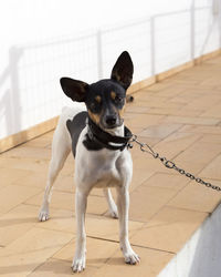 Vertical view of tiny chained tricolour mixed chihuahua staring intently 