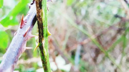 Close-up of insect on plant