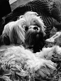 Dog looking away