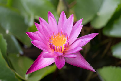 Close-up of pink water lily