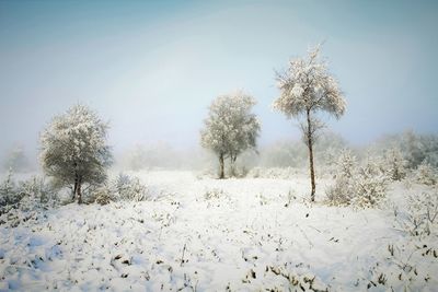 Trees on snow field against clear sky