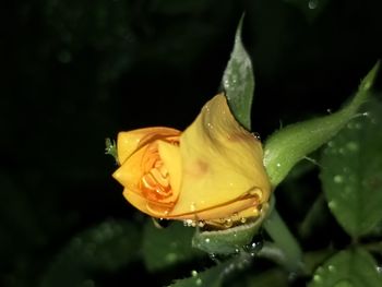 Close-up of wet yellow rose in rainy season