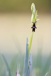 Close-up of insect on purple flower