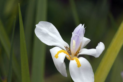 Close-up of white iris blooming outdoors