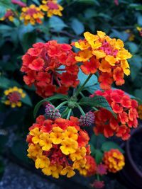 Close-up of marigold flowers