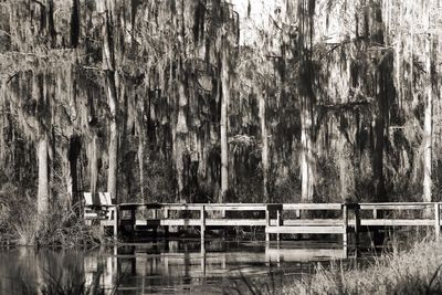 Reflection of trees in lake