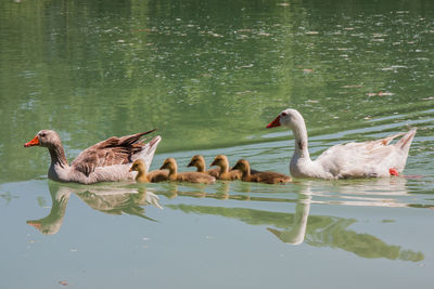 High angle view of ducks with ducklings swimming in lake