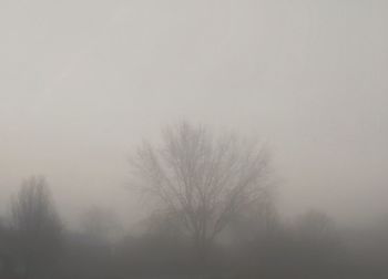 Low angle view of bare trees against sky