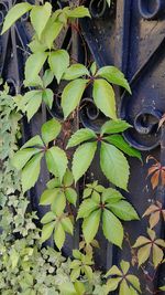 Close-up of ivy growing on plant