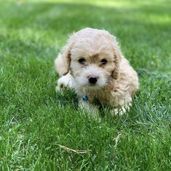 Portrait of puppy on field