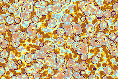 Shape of bacterial cell: cocci, bacilli, spirilla bacteria