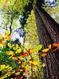 Close-up of yellow tree