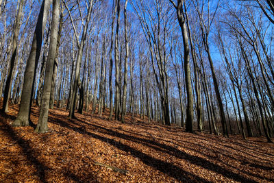 Bare trees in forest during autumn