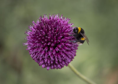 Close-up of bee on purple flower