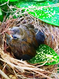 Close-up of bird perching on grass