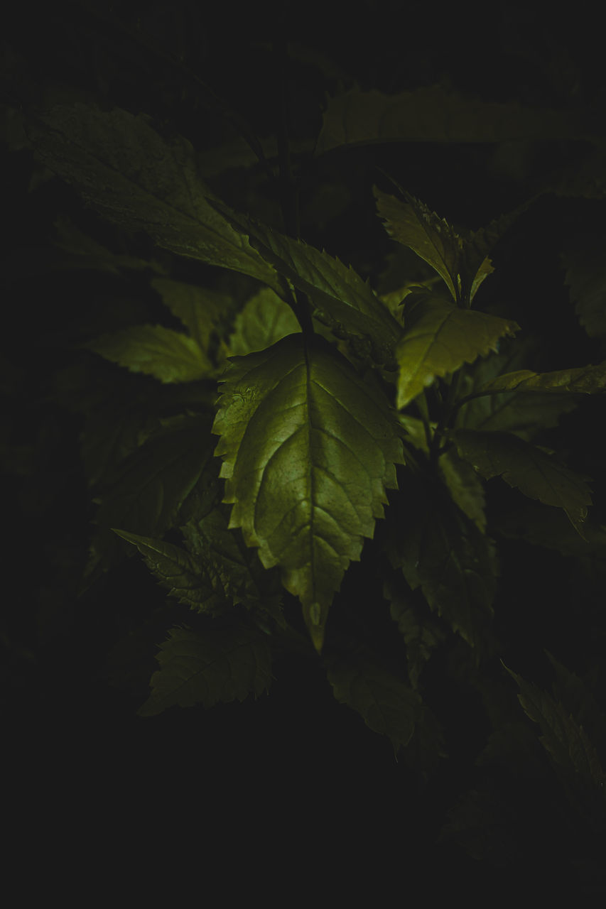 green, leaf, plant part, plant, growth, darkness, no people, nature, beauty in nature, sunlight, light, branch, close-up, tree, outdoors, yellow, tranquility