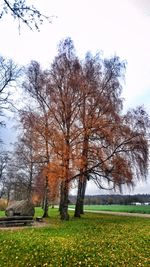 Tree in autumn