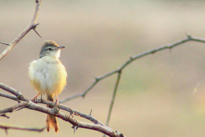 Close-up of bird perching on branch