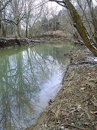 Reflection of trees in calm lake