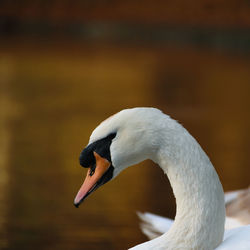 Close-up of swan