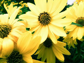 Close-up of yellow flower