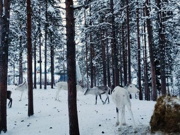 View of trees on snow covered land