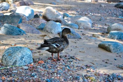 View of birds on rocks